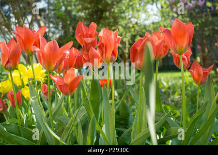 Rote Tulpen in einem Feld voller Blumen Stockfoto