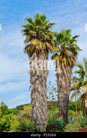 Zwei Trachycarpus Wagnerianus Palmen am blauen Himmel, Barcelona, Spanien Stockfoto