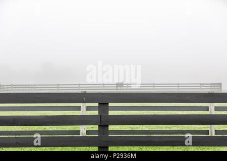 Ein einziges Pferd stehend in einer Weide auf einem sehr nebligen Tag Stockfoto