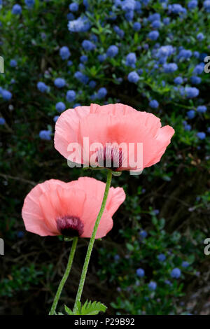 Zwei rosa orientalischen Mohn in den Garten. Papaver Orientale. Stockfoto