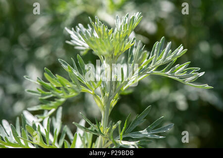 Wermut als Heilpflanze für Naturmedizin und Pflanzenheilkunde Stockfoto