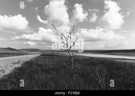 Lonely trockenen Baum in der Nähe der Straße in der Nähe eines ausgetrockneten Sees. Eine schöne Landschaft mit einer Straße, blauer Himmel, weiße Bettwäsche, trockenes Holz, und ein ausgetrockneter See. Stockfoto