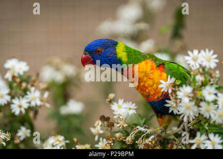 Bunte Papagei Rainbow Lorikeet genannt, saß auf dem Ast eines Baumes in einem Zoo Stockfoto