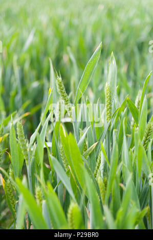 Weizen wächst in einem Feld. Stockfoto