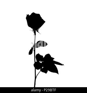 Schwarze und weiße Silhouette von Rose. Auf weissem Hintergrund. Vector Illustration isoliert Stock Vektor