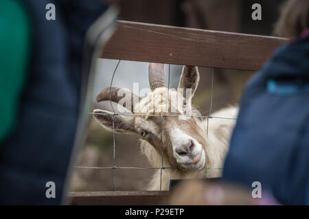 Neugierig Ziege an Menschen schauen durch den Holzzaun auf der Farm in England Stockfoto