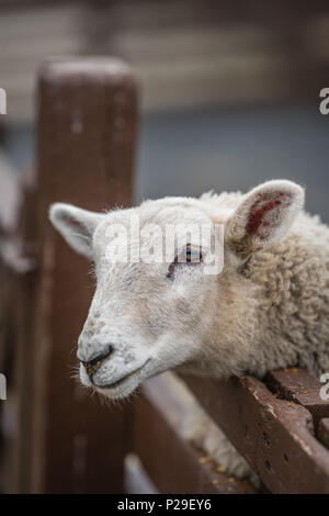 Schafe, den Kopf über die hölzerne Tore auf einem Bauernhof in Kent, Großbritannien Stockfoto