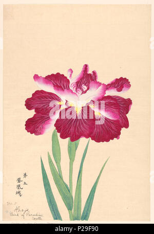 . Englisch: Drucken, Bird Of Paradise Schloss (Ho-o-jo), Nr. 5, Ca. 1910. Englisch: Eine große magenta Iris, zeigt der obere Teil der Stengel, Blätter, und Bud, vor einem neutralen Hintergrund. . Um 1910 267 Drucken, Bird Of Paradise Schloss (Ho-o-jo), Nr. 5, Ca. 1910 (CH 18608931-2) Stockfoto