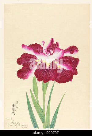 . Englisch: Drucken, Bird Of Paradise Schloss (Ho-o-jo), Nr. 5, Ca. 1910. Englisch: Eine große magenta Iris, zeigt der obere Teil der Stengel, Blätter, und Bud, vor einem neutralen Hintergrund. . Um 1910 267 Drucken, Bird Of Paradise Schloss (Ho-o-jo), Nr. 5, Ca. 1910 (CH) 18608931 Stockfoto