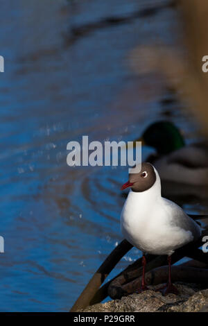 Möwe auf Fels in der Nähe von See Stockfoto