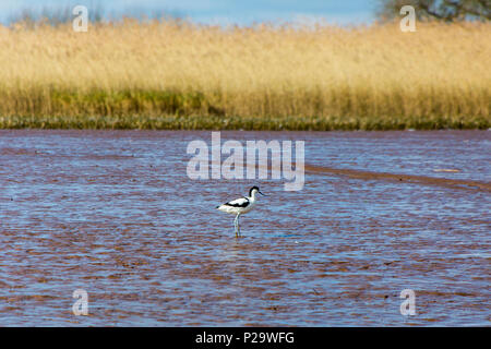 A pied Säbelschnäbler (Recurvirostra Avosetta) Fütterung auf das Wattenmeer des Flusses Exe in der Nähe von Bath, Devon, England, Großbritannien Stockfoto