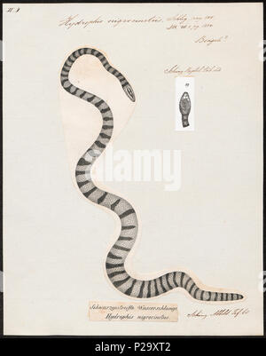 . Hydrophis nigrocinctus. Zwischen 1700 und 1880 153 Hydrophis nigrocinctus - 1700-1880 - Drucken - Iconographia Zoologica - Sondersammlungen Universität Amsterdam - UBA01 IZ 11800155 Stockfoto