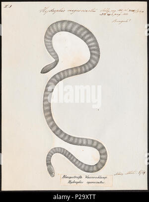 . Hydrophis nigrocinctus. Zwischen 1700 und 1880 153 Hydrophis nigrocinctus - 1700-1880 - Drucken - Iconographia Zoologica - Sondersammlungen Universität Amsterdam - UBA01 IZ 11800165 Stockfoto