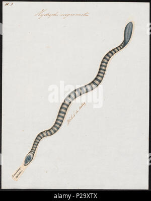 . Hydrophis nigrocinctus. Zwischen 1700 und 1880 153 Hydrophis nigrocinctus - 1700-1880 - Drucken - Iconographia Zoologica - Sondersammlungen Universität Amsterdam - UBA01 IZ 11800167 Stockfoto
