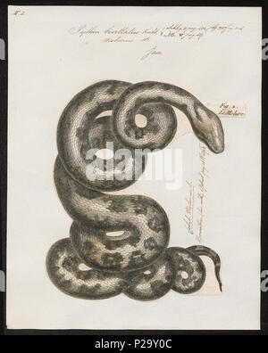 . Python bivittatus. Zwischen 1700 und 1880 274 Python bivittatus - 1700-1880 - Drucken - Iconographia Zoologica - Sondersammlungen Universität Amsterdam - UBA01 IZ 11800217 Stockfoto