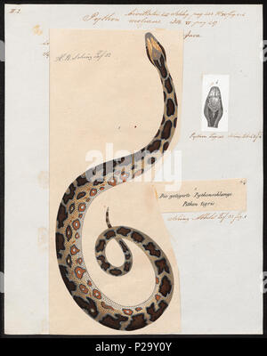 . Python bivittatus. Zwischen 1700 und 1880 274 Python bivittatus - 1700-1880 - Drucken - Iconographia Zoologica - Sondersammlungen Universität Amsterdam - UBA01 IZ 11800223 Stockfoto