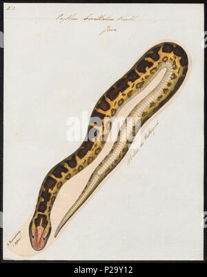 . Python bivittatus. Zwischen 1700 und 1880 274 Python bivittatus - 1700-1880 - Drucken - Iconographia Zoologica - Sondersammlungen Universität Amsterdam - UBA01 IZ 11800225 Stockfoto