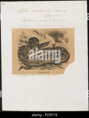 . Python natalensis. Zwischen 1700 und 1880 274 Python natalensis - 1700-1880 - Drucken - Iconographia Zoologica - Sondersammlungen Universität Amsterdam - UBA01 IZ 11800227 Stockfoto