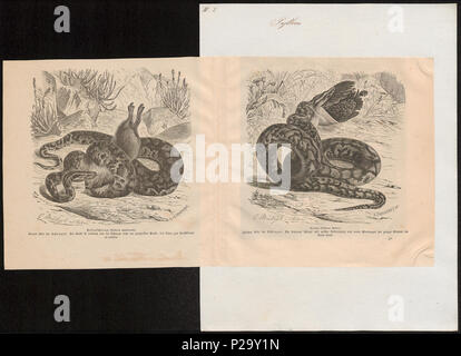 . Python sebae. Zwischen 1700 und 1880 274 Python sebae - 1700-1880 - Drucken - Iconographia Zoologica - Sondersammlungen Universität Amsterdam - UBA01 IZ 11800234 Stockfoto