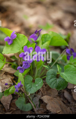 Frühling Natur gemeinsame Veilchen Hintergrund. Viola Odorata Blumen im Garten. Selektiver Fokus Stockfoto