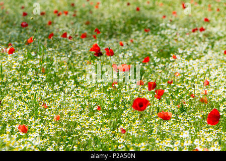 Roter Mohn auf einer Wiese mit viel weißen Gänseblümchen oder Kamille und kornblume in goldenes Sonnenlicht, Überfluß wilde Blume Hintergrund mit Kopie Raum, se Stockfoto