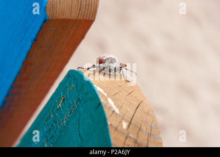 Nahaufnahme der Europäischen Käfer Schädlingsbekämpfung - gemeinsame Maikäfer (Melolontha) auch als kann Fehler oder Doodlebug auf hölzernen Zaun am Sommer bekannt. Schönes v Stockfoto