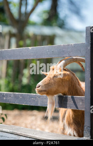 Nahaufnahme von Ziege Kopf seinen Kopf durch den Holzzaun auf der Farm in England Stockfoto