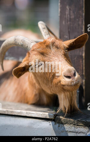 Nahaufnahme von Ziege Kopf seinen Kopf durch den Holzzaun auf der Farm in England Stockfoto