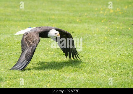 Die majestätischen Spannweite von einem Adler fliegen tief über dem Boden auf der Suche nach Beute Stockfoto