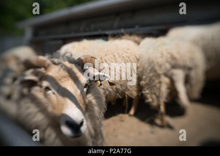 Schafe im Stall auf einem Bauernhof in Kent, Großbritannien Stockfoto