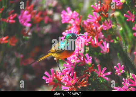 Eine schöne, irisierend Orange Breasted Sunbird (Anthobaphes violacea) Fütterung mit bunten Blumen in der Nähe von Kapstadt in Südafrika. Stockfoto