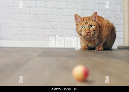 Cute ginger Cat und lauert. Stockfoto