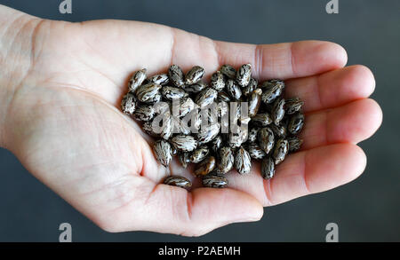 14 Juni 2018, Deutschland, Berlin: Samen der Castor bean oder croton (Ricinus communis) in einer Hand gehalten wird. Foto: Jens Kalaene/dpa Stockfoto