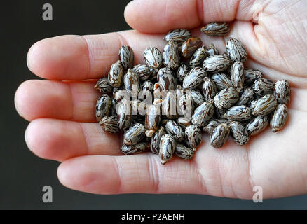 14 Juni 2018, Deutschland, Berlin: Samen der Castor bean oder croton (Ricinus communis) in einer Hand gehalten wird. Foto: Jens Kalaene/dpa Stockfoto