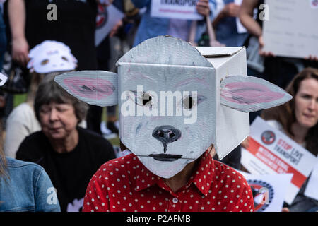 London, 14. Juni 2018, Ende Transport lebender Tiere Protest auf den Parliament Square, London Credit Ian Davidson/Alamy leben Nachrichten Stockfoto