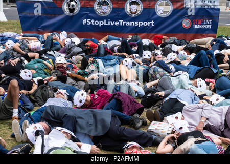 London, 14. Juni 2018, Ende Transport lebender Tiere Protest auf den Parliament Square, London ein Sterben in von Aktivisten, Kredit Ian Davidson/Alamy leben Nachrichten Stockfoto