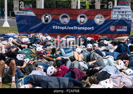 London, 14. Juni 2018, Ende Transport lebender Tiere Protest auf den Parliament Square, London ein Sterben in von Aktivisten, Kredit Ian Davidson/Alamy leben Nachrichten Stockfoto