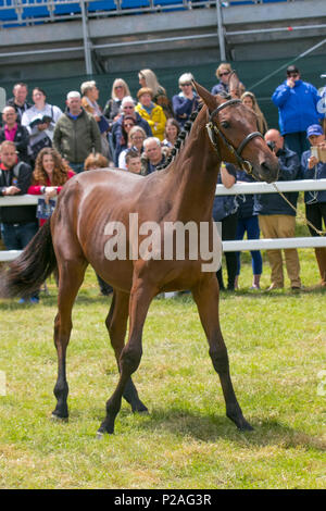 Verkaufen von Pferden in Bolesworth, Cheshire. 14.06.2018. Midnight Yearling, Auktion, Bit, Zucht, Equitation, schnelles Pferd, Pferd, Linie, Mähne, Stute für Auktion, Stolz, Rennen, Rennschau, Showcase, Stall, Stärke, Stud auf der Equerry Bolesworth International Horse Show. Stockfoto