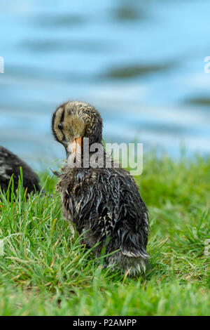 Melton Mowbray Country Park, Rutland. 14. Juni 2018: Wildlife in einigen Bereichen um das VEREINIGTE KÖNIGREICH sind in einer Stoßstange Jahr für die junge, harte Arbeit mit dem Fang und der Ernährung der Kinder. Credit: Clifford Norton/Alamy leben Nachrichten Stockfoto