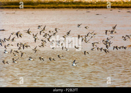 Schwarz Tailed Godwits (Cygnus olor) im Flug über das Watt des Flusses Exe in der Nähe von Bath, Devon, England, Großbritannien Stockfoto