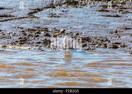 Ein einsamer Jugendlicher Sturmmöwe (Larus canus) Auf dem Wattenmeer des Flusses Exe in der Nähe von Bath, Devon, England, Großbritannien Stockfoto