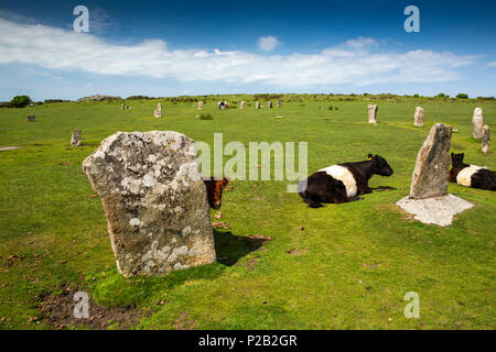 England, Cornwall, Bodmin Moor, Schergen, die Schleuderer, alten Steinkreis mit Belted Galloway Rinder Stockfoto