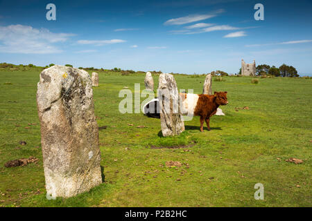 England, Cornwall, Bodmin Moor, Schergen, die Schleuderer, alten Steinkreis mit Belted Galloway Rinder Stockfoto