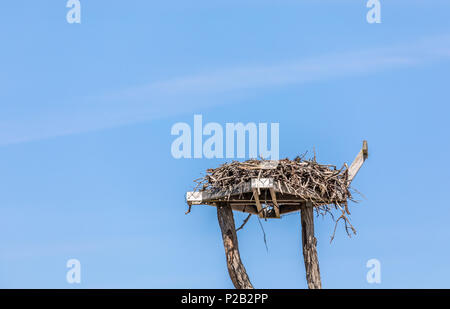Detail Bild eines Osprey Nest vor einem strahlend blauen Himmel in Sag Harbor, NY Stockfoto