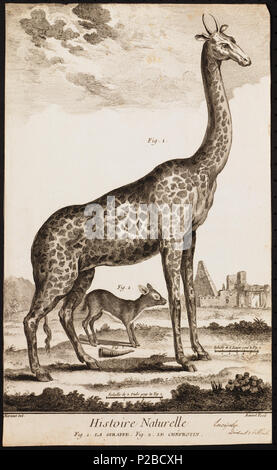 . Giraffa Camelopardalis. Zwischen 1700 und 1880 UBA01 IZ 21600160-y, 12-06-09, 15:06, 8 C, 6580 x 8874 (633+804), 100 % % % %, Tooncurve 11030, 1/50 s, R 57,7, G 29.1, B 37,8 48 Camelopardalis giraffa - 1700-1880 - Drucken - Iconographia Zoologica - Sondersammlungen Universität Amsterdam - UBA01 IZ 21600147 Stockfoto