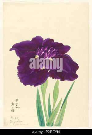 . Englisch: Drucken, der Ogre Insel (Onigashima), Nr. 23, Ca. 1910. Englisch: einen großen Deep Purple Iris. . Um 1910 269 Drucken, Insel der Ogre (Onigashima), Nr. 23, Ca. 1910 (CH) 18380749 Stockfoto