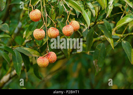 Frische litschi Obst in der nachmittagssonne Stockfoto