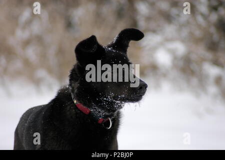 Portrait von schwarzen Hund im Winter Hintergrund Stockfoto