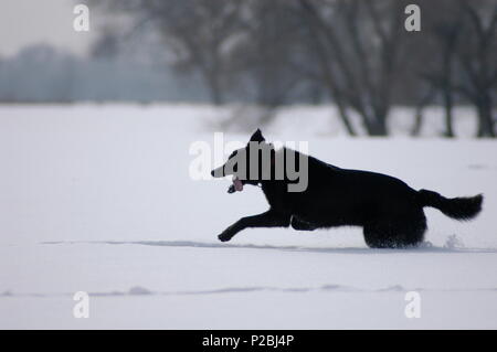 Schwarzer Hund auf Schnee Stockfoto