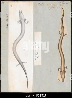 . Proteus anguinus. Zwischen 1700 und 1880 270 Proteus anguinus - 1700-1880 - Drucken - Iconographia Zoologica - Sondersammlungen Universität Amsterdam - UBA01 IZ 11400199 Stockfoto